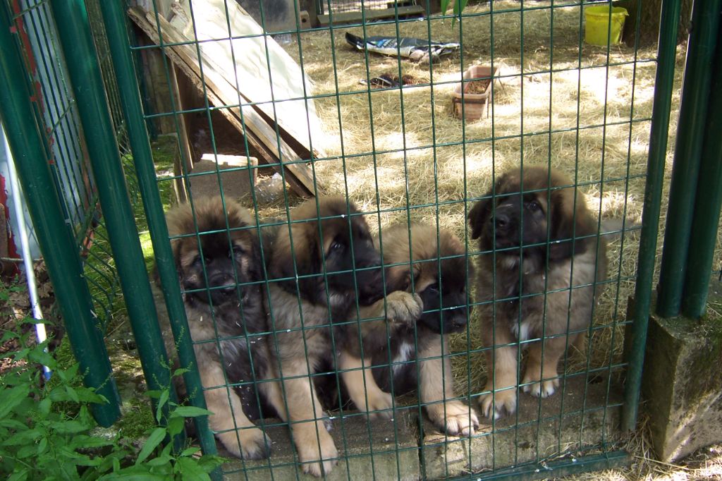 chiot Leonberger Des nuits étoilées par le roy tatius