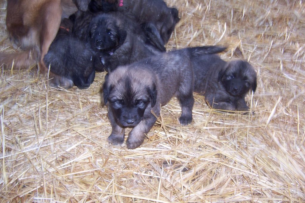 chiot Leonberger Des nuits étoilées par le roy tatius