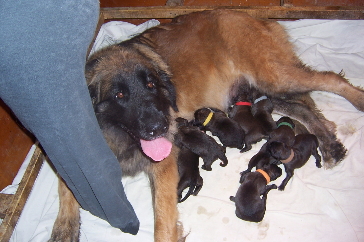 Des nuits étoilées par le roy tatius - Chiots disponibles - Leonberger
