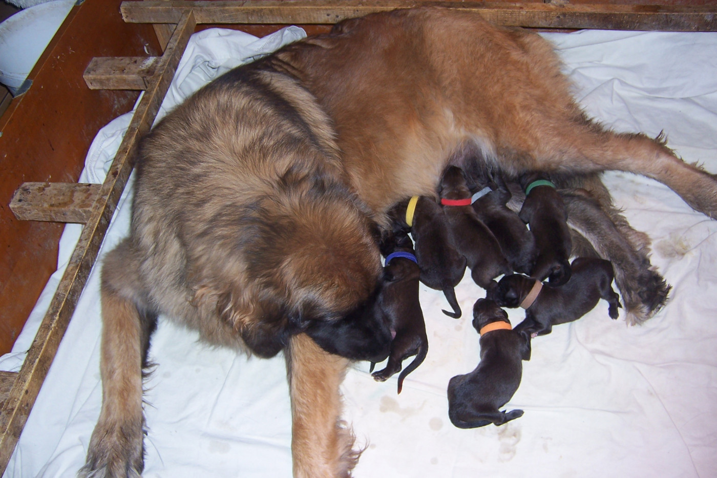 Des nuits étoilées par le roy tatius - Chiots disponibles - Leonberger