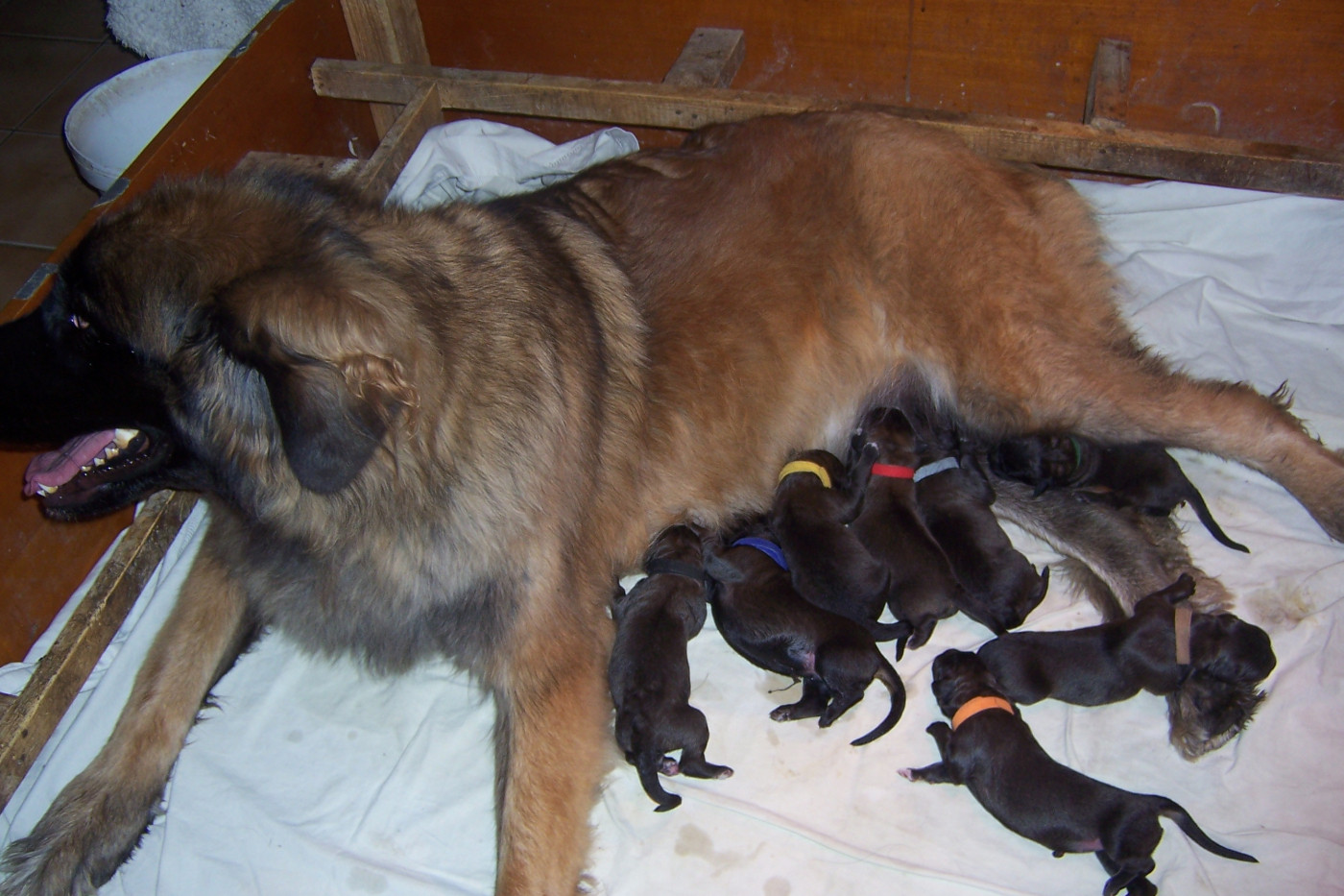 Des nuits étoilées par le roy tatius - Chiots disponibles - Leonberger