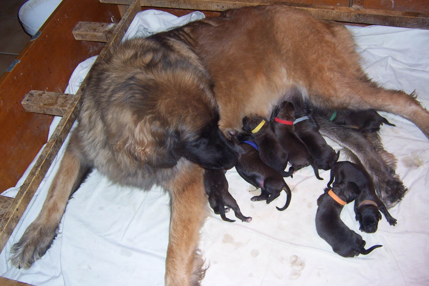 Des nuits étoilées par le roy tatius - Chiots disponibles - Leonberger