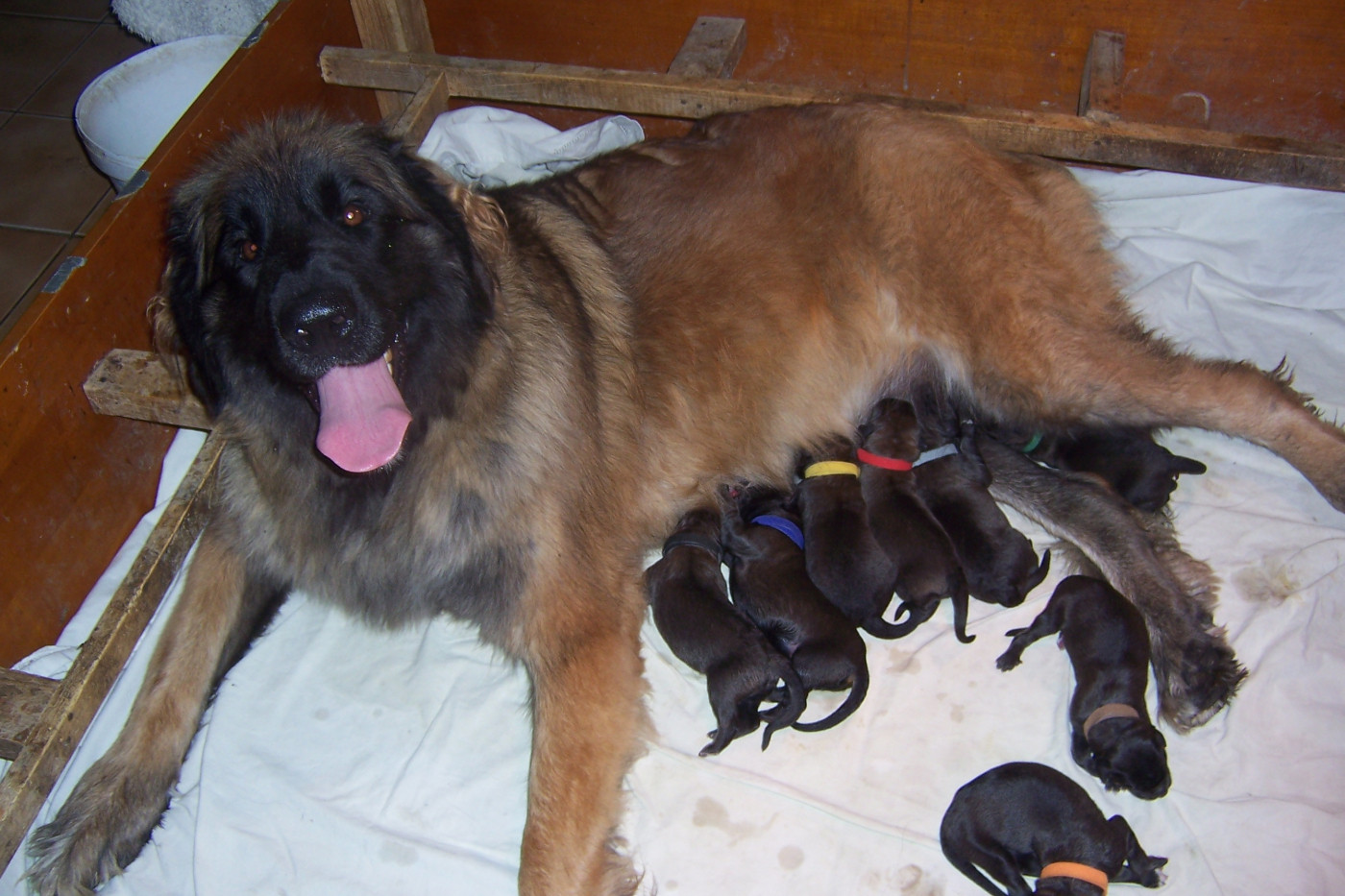 Des nuits étoilées par le roy tatius - Chiots disponibles - Leonberger