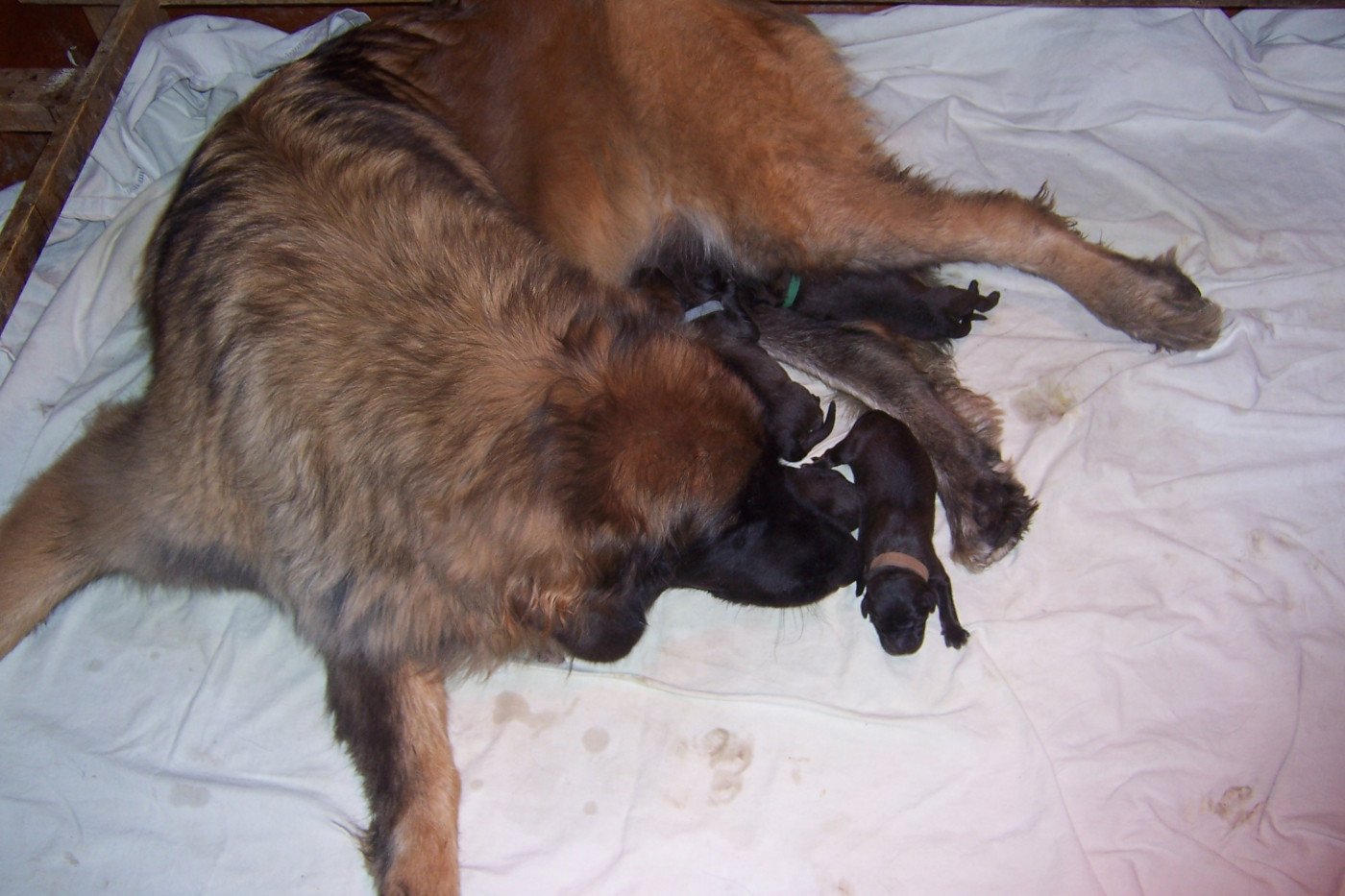 Des nuits étoilées par le roy tatius - Chiots disponibles - Leonberger