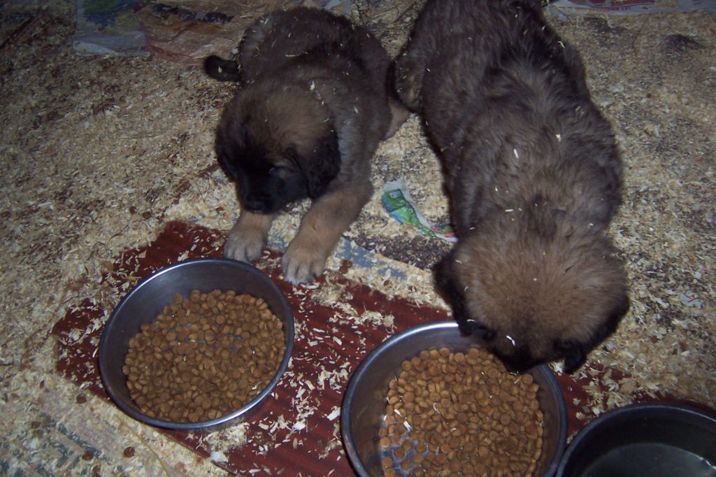 Des nuits étoilées par le roy tatius - Chiots disponibles - Leonberger