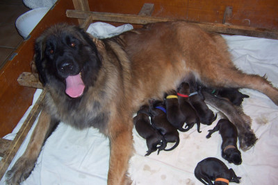 CHIOT 5
