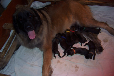 CHIOT 7