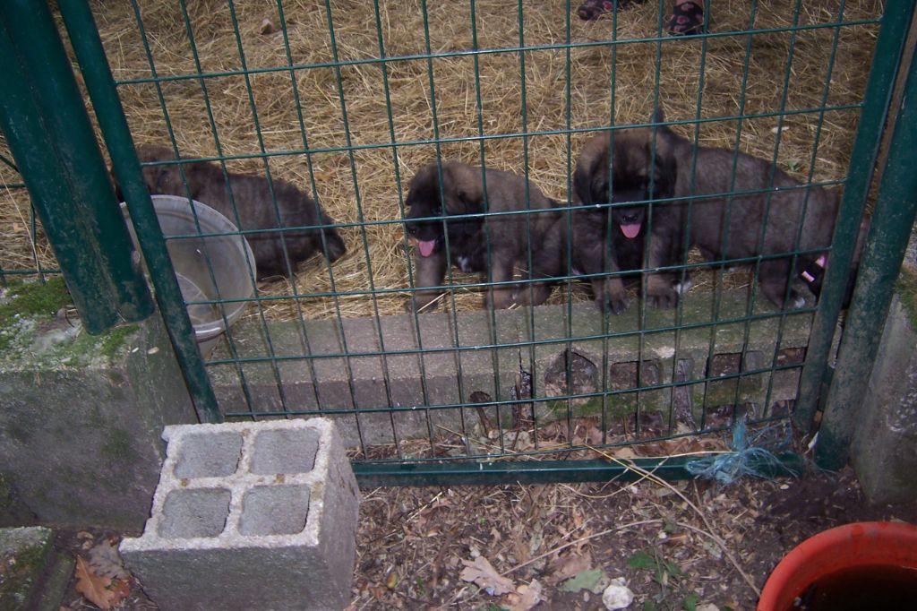 Des nuits étoilées par le roy tatius - Chiots disponibles - Leonberger
