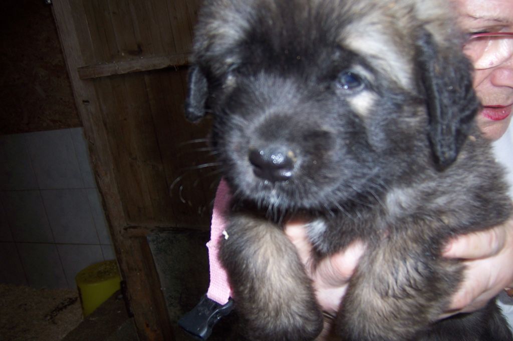 Des nuits étoilées par le roy tatius - Chiots disponibles - Leonberger